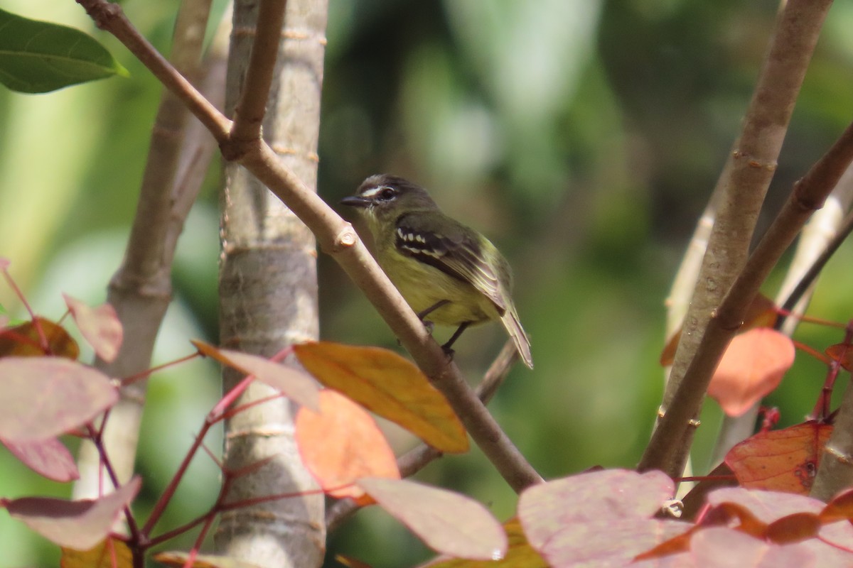White-lored Tyrannulet - ML635727338