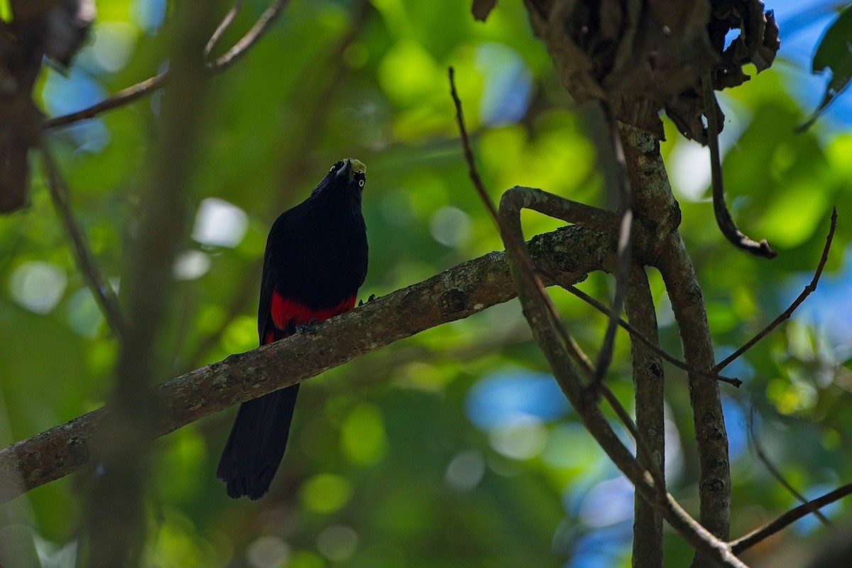 Red-bellied Grackle - ML635727341