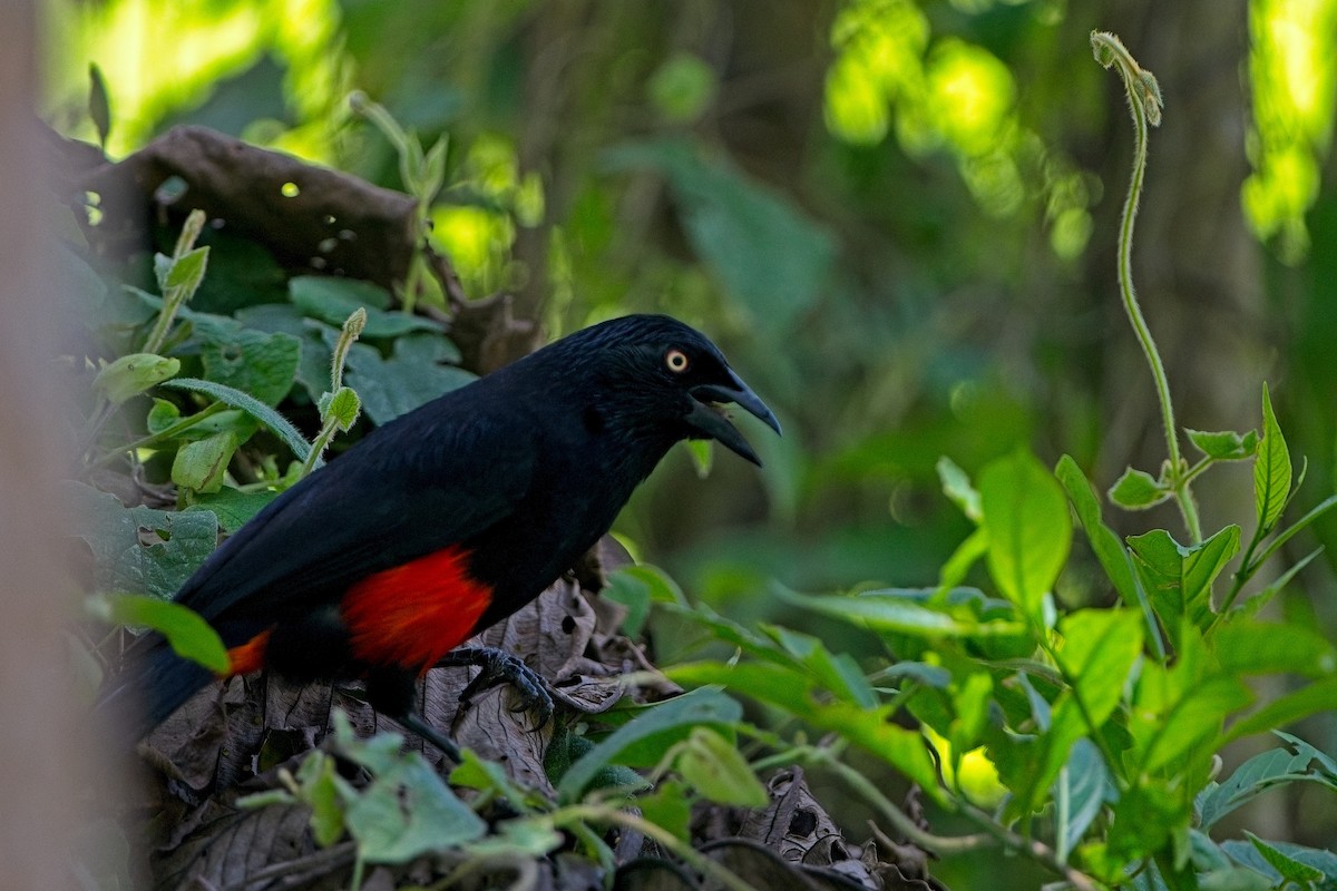 Red-bellied Grackle - ML635727343