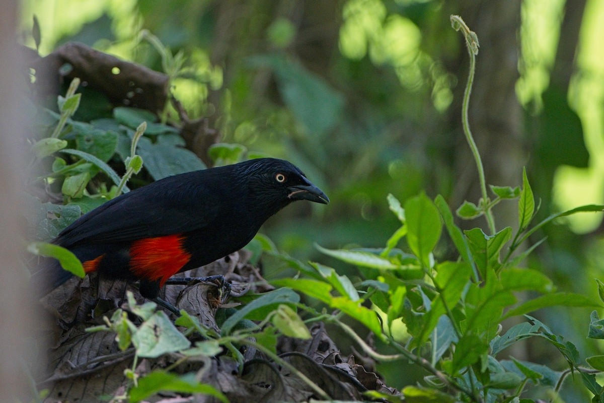 Red-bellied Grackle - ML635727345