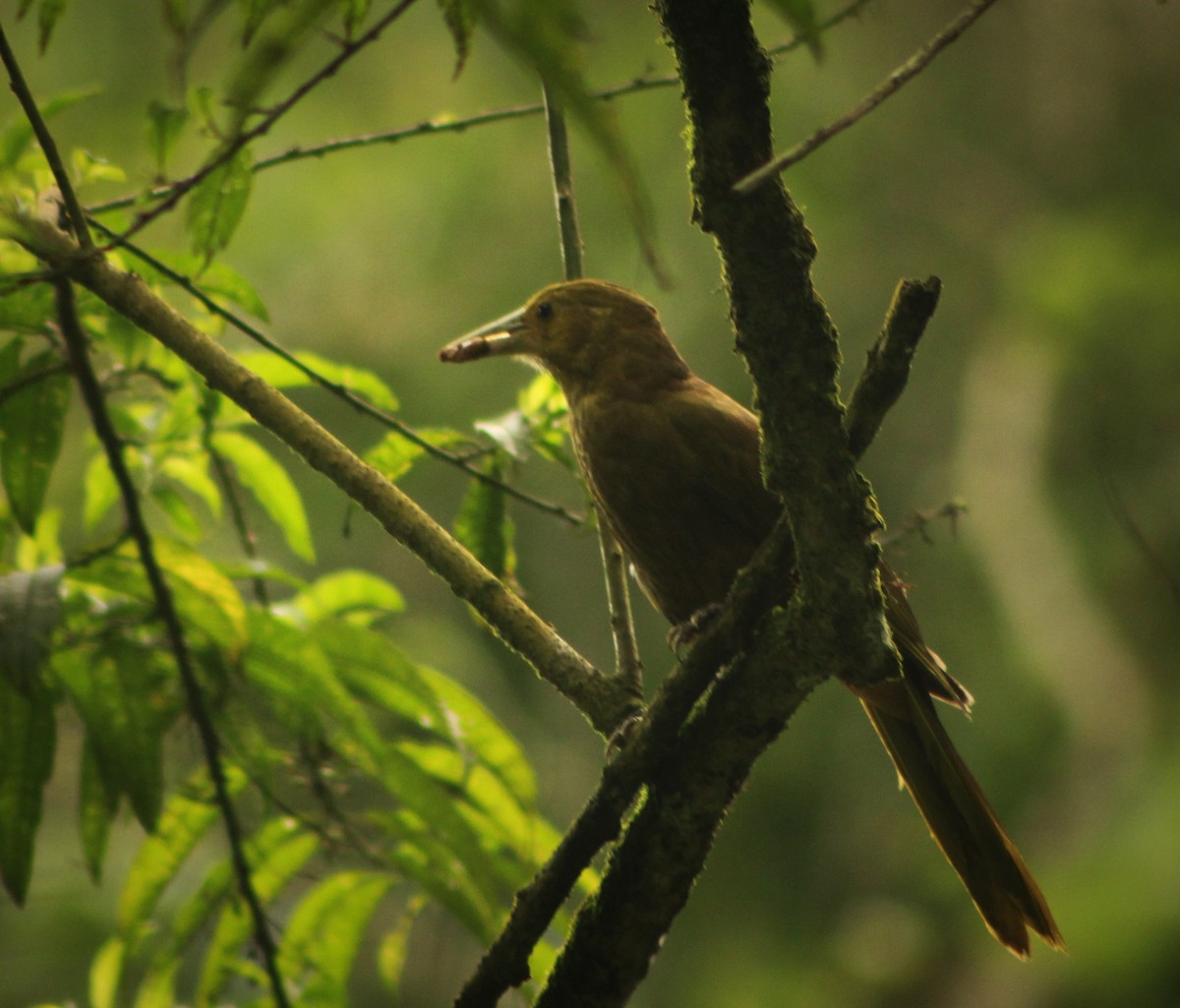 Russet-backed Oropendola (Green-billed) - ML635727363