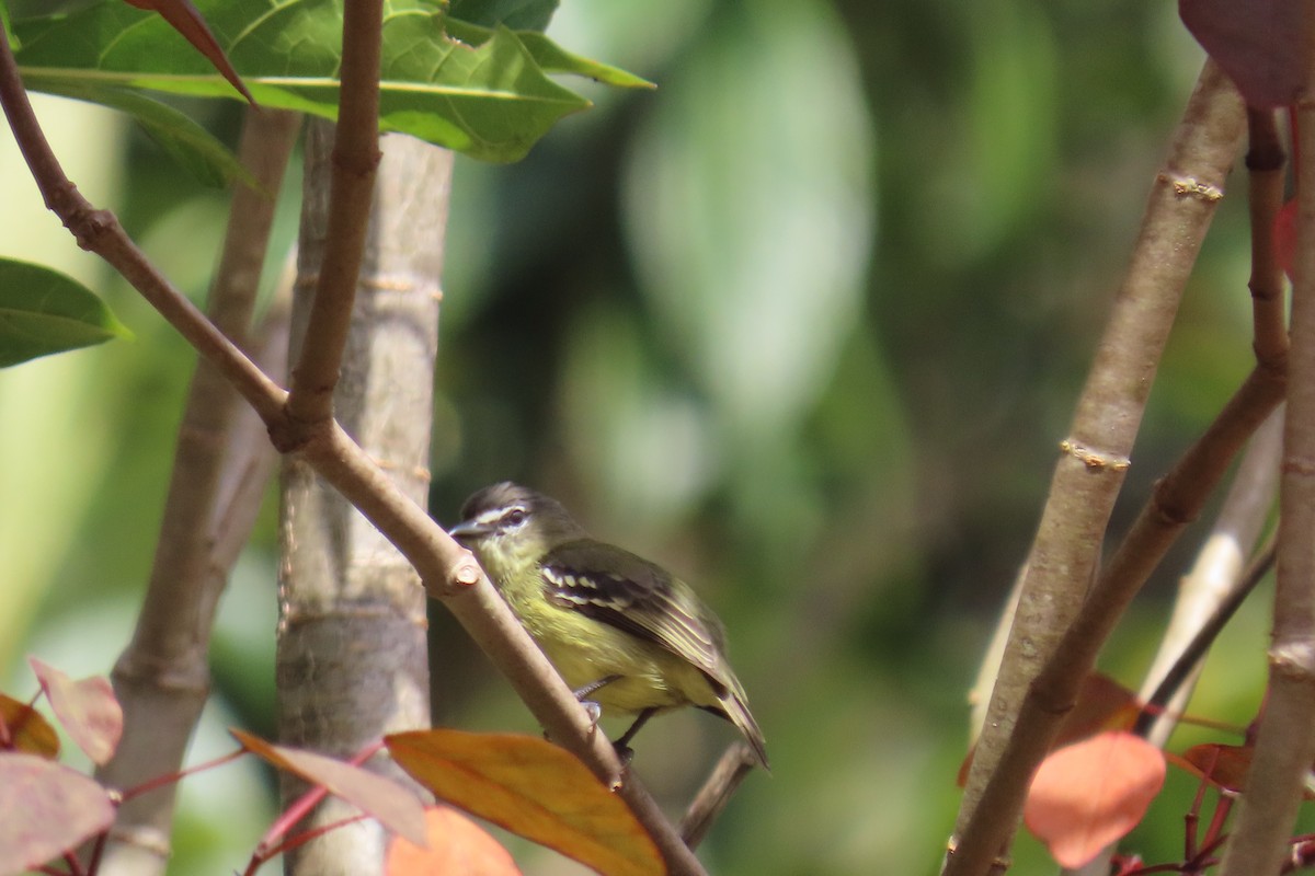 White-lored Tyrannulet - ML635727385