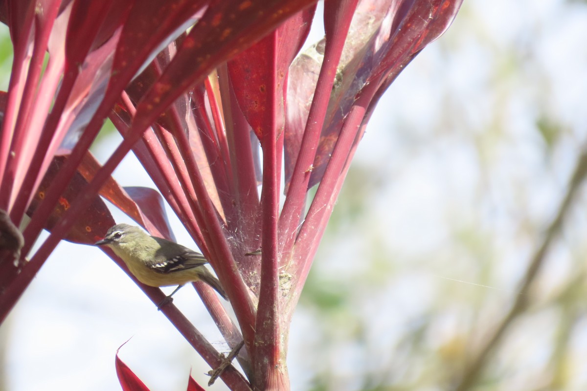 White-lored Tyrannulet - ML635727433