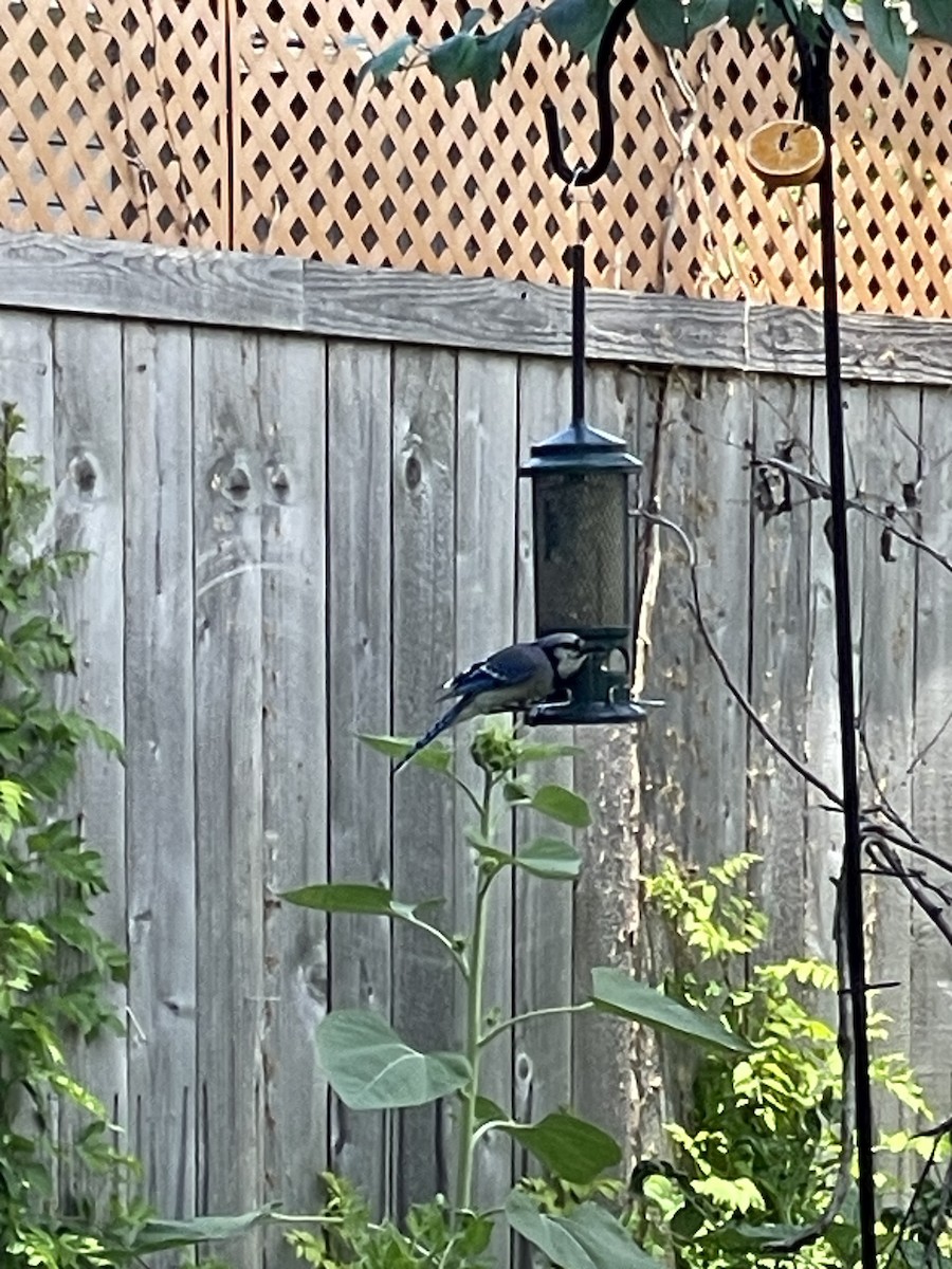 Blue Jay - ML635727434