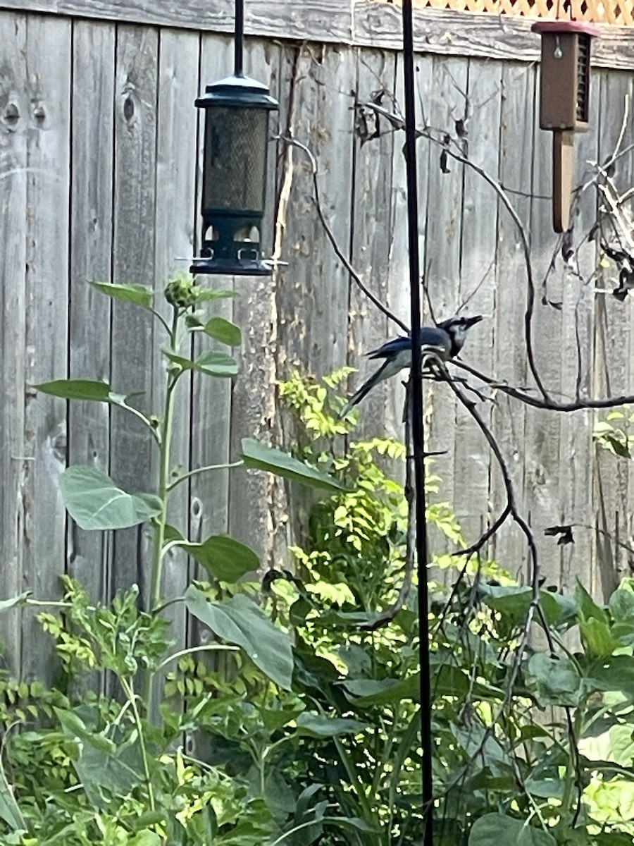 Blue Jay - ML635727435