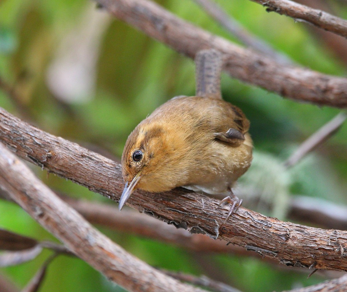 Ochraceous Wren - ML635727441