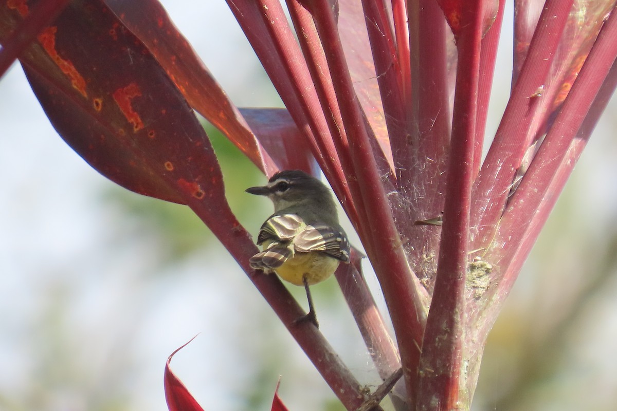 White-lored Tyrannulet - ML635727460