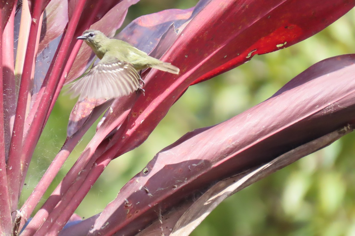 White-lored Tyrannulet - ML635727507