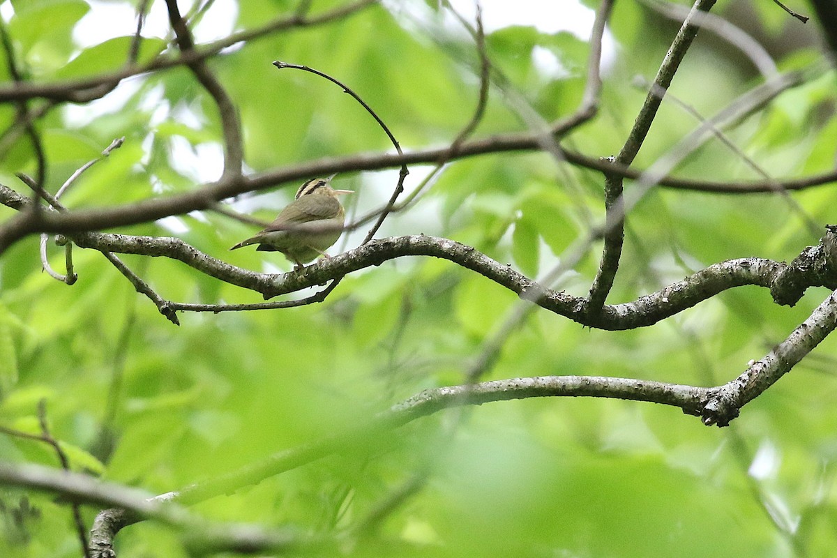 Worm-eating Warbler - ML635727517