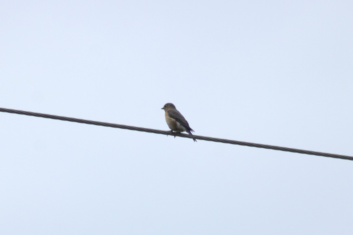 Eastern Bluebird - ML635727524