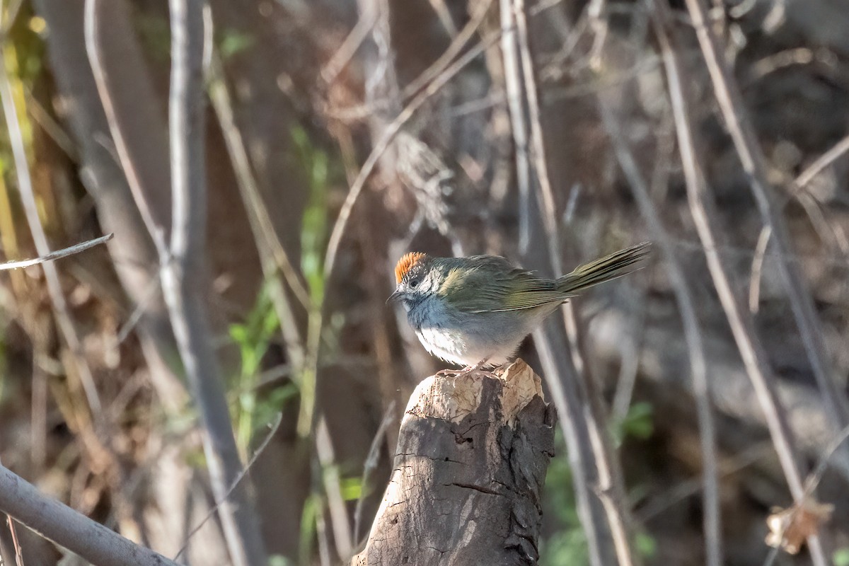 Green-tailed Towhee - ML635727543