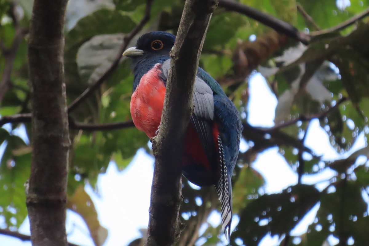 Blue-crowned Trogon - ML635727711