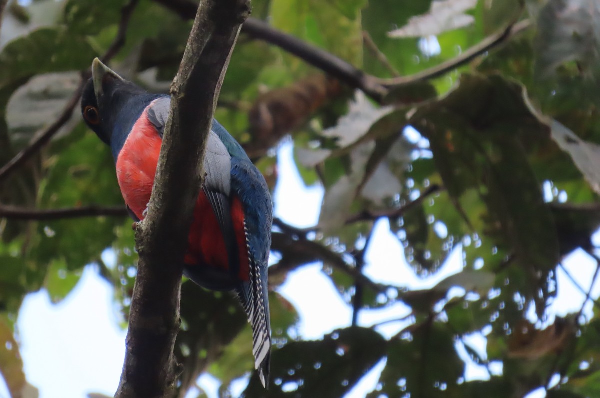 Blue-crowned Trogon - ML635727738