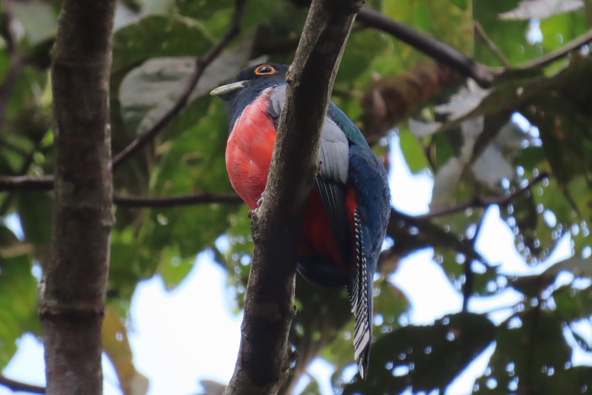 Blue-crowned Trogon - ML635727764
