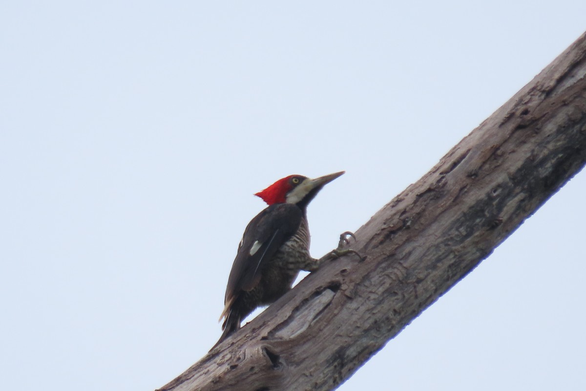 Crimson-crested Woodpecker - ML635727840