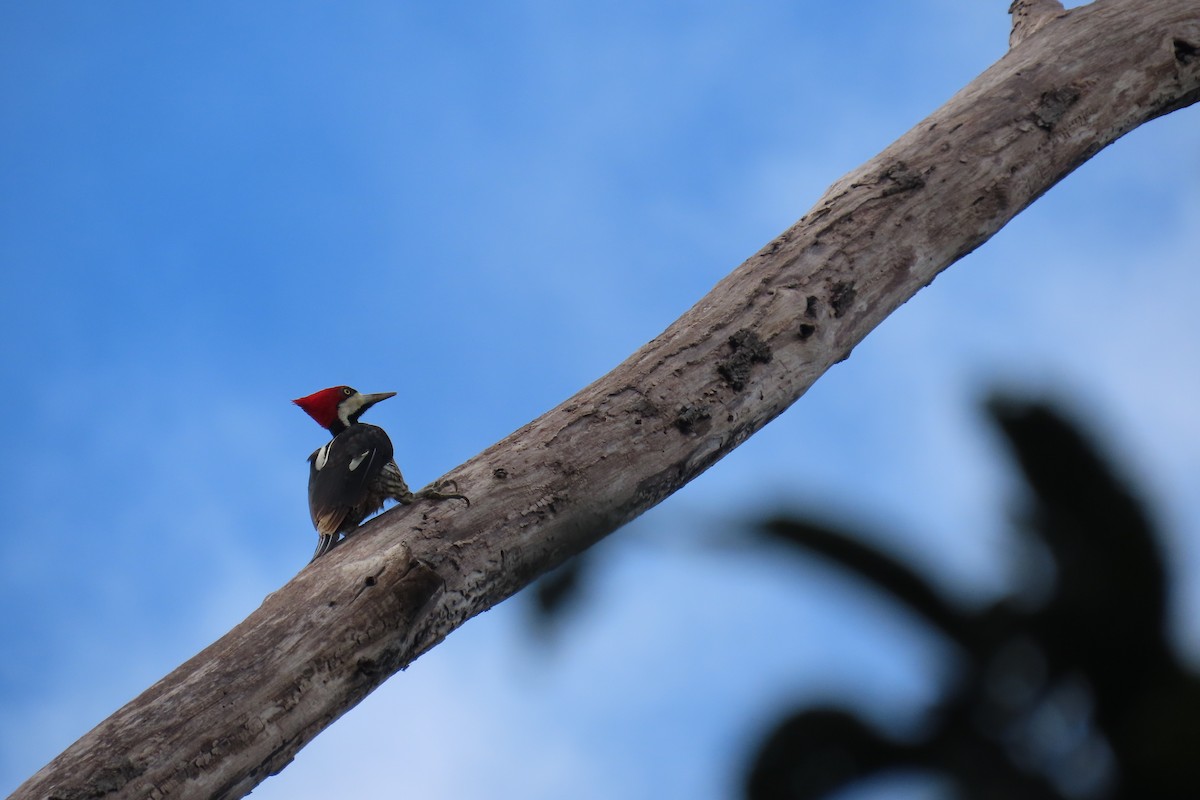 Crimson-crested Woodpecker - ML635727881