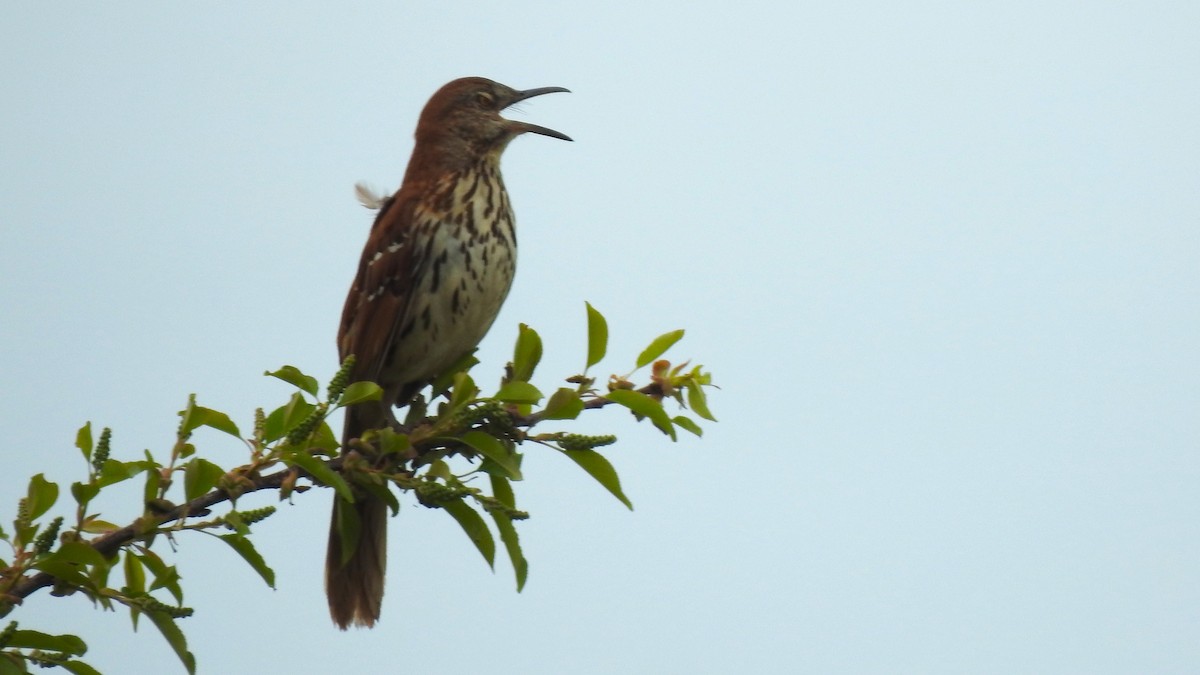 Brown Thrasher - ML635727920