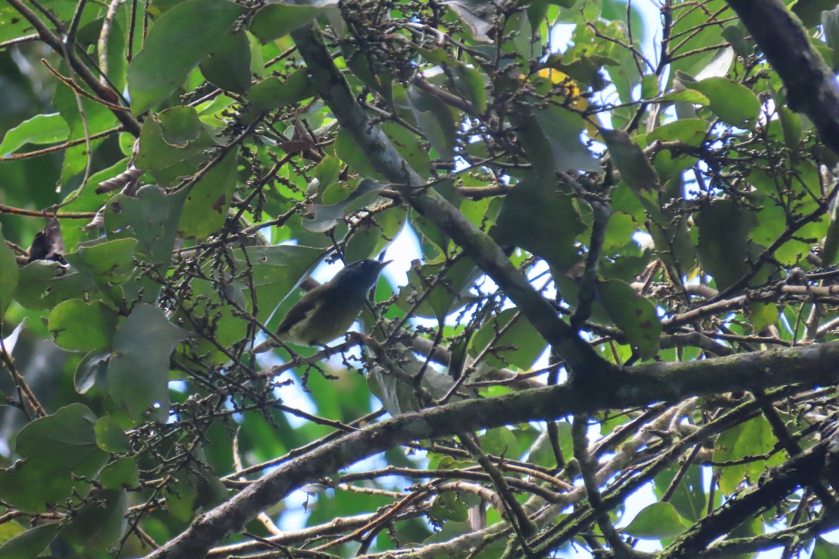 Streak-necked Flycatcher - ML635727973