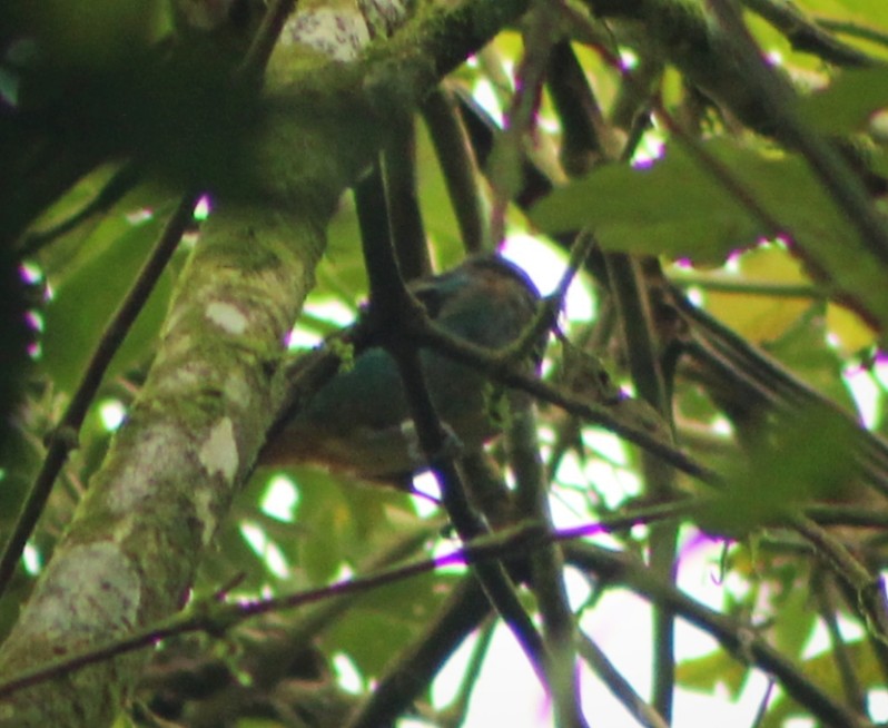 Rufous-cheeked Tanager - ML635728014