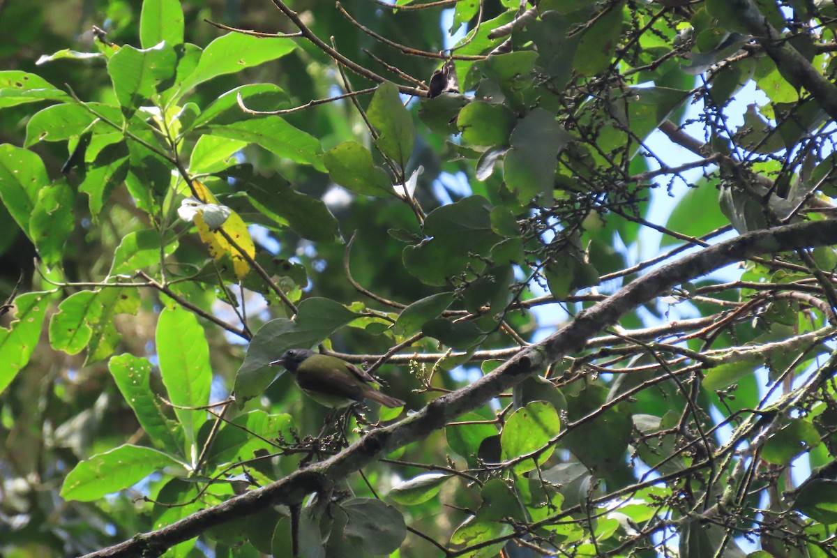 Streak-necked Flycatcher - ML635728026