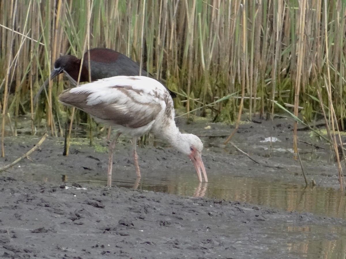White Ibis - ML635728031