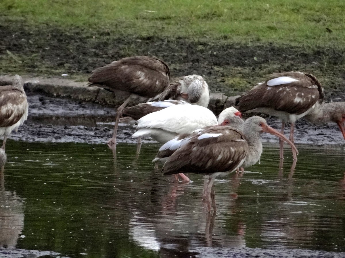 White Ibis - ML635728032