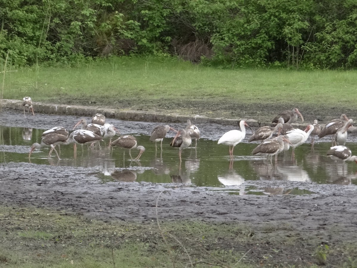 White Ibis - ML635728033