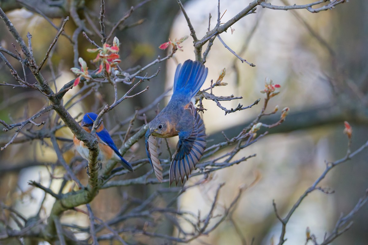 Eastern Bluebird - ML635728077