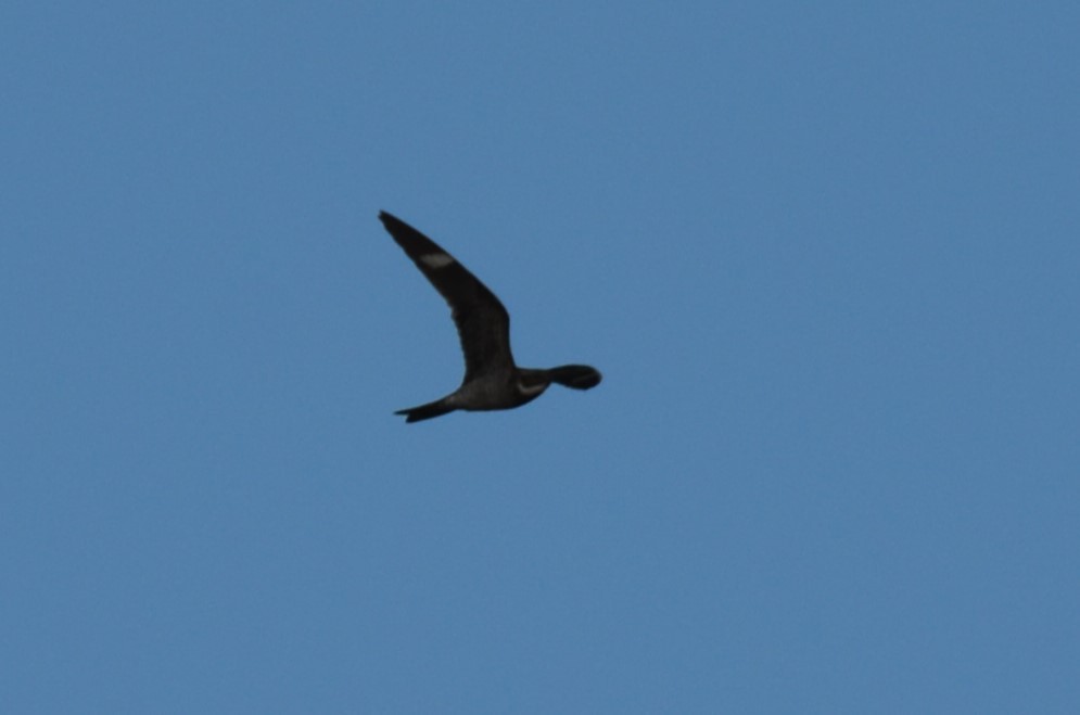 Common Nighthawk - ML635728107