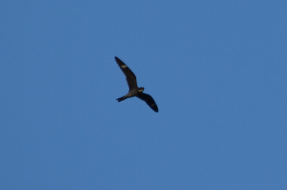 Common Nighthawk - ML635728109
