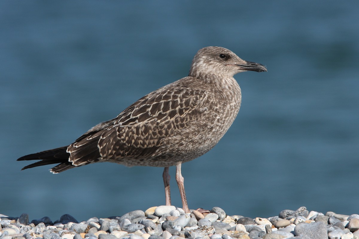 Lesser Black-backed Gull (intermedius) - Christoph Moning