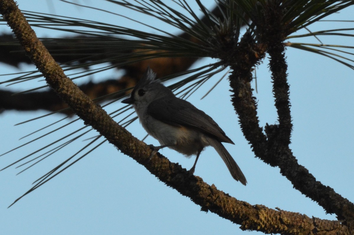 Tufted Titmouse - ML635728120