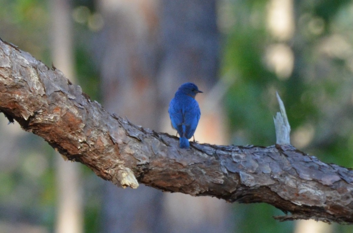 Eastern Bluebird - ML635728128
