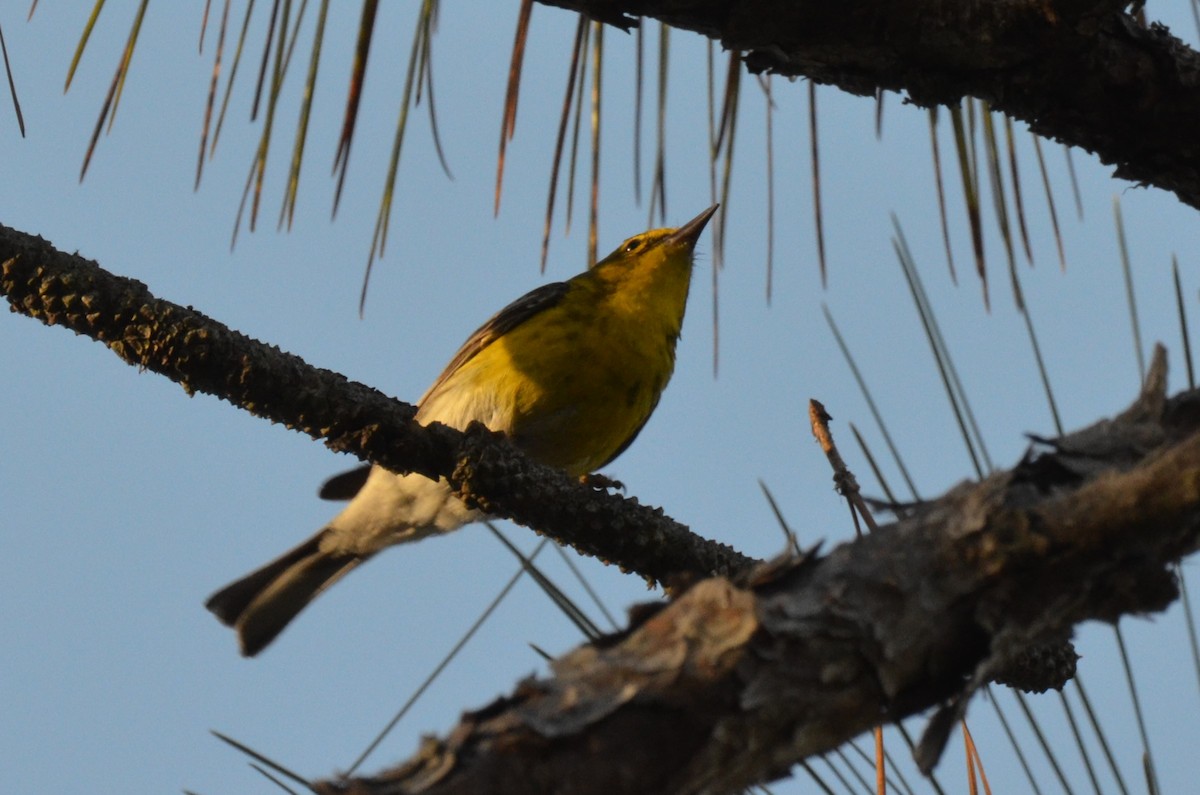 Pine Warbler - ML635728139