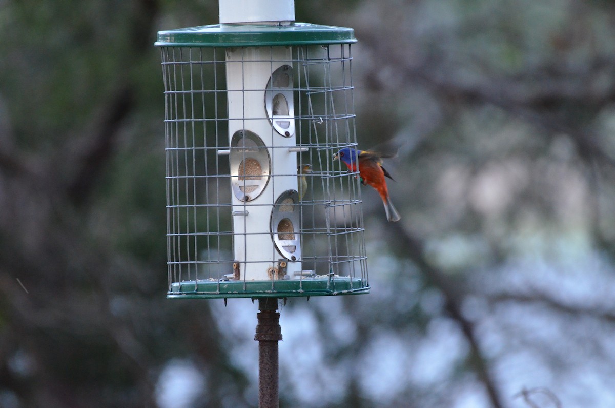 Painted Bunting - ML635728146