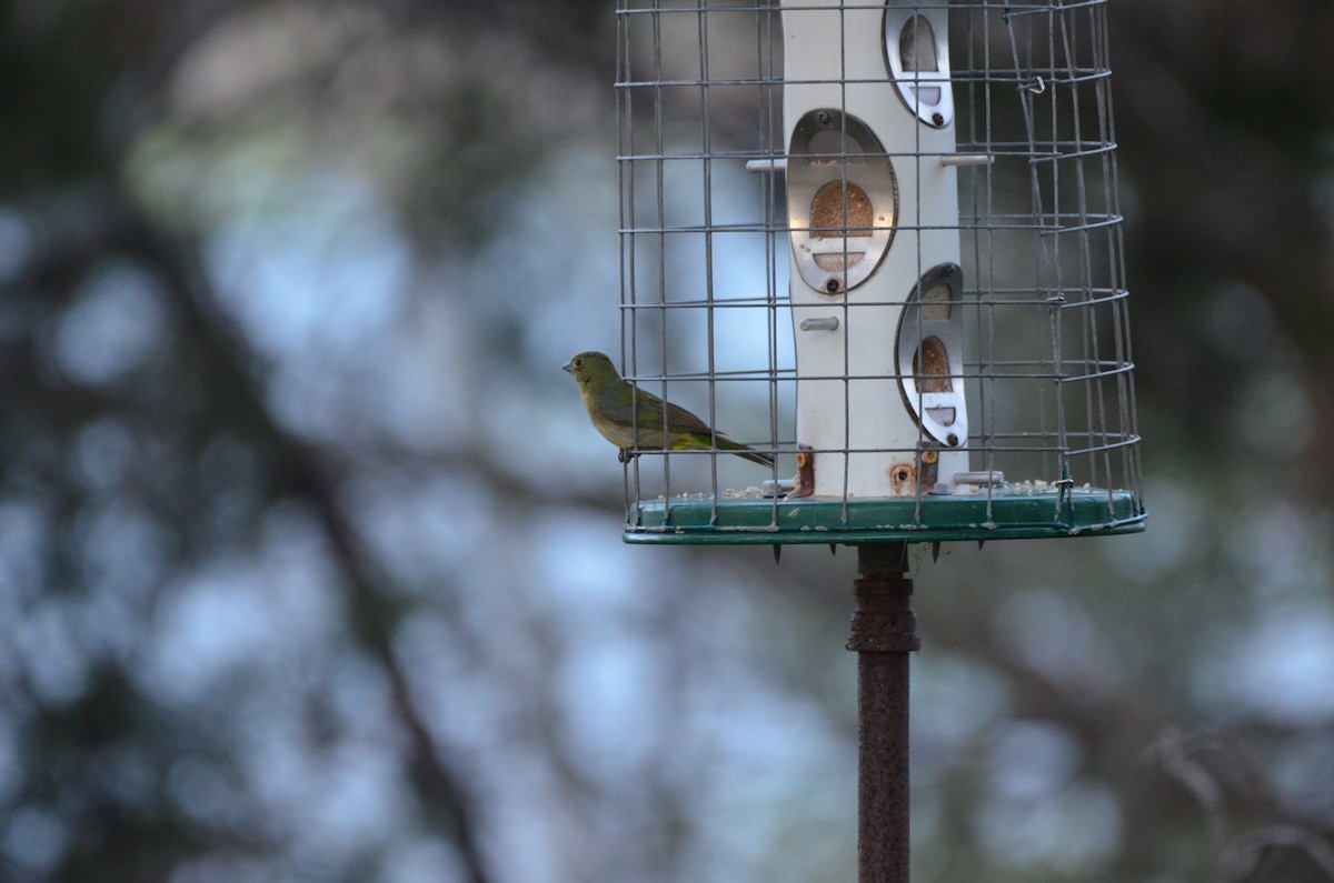 Painted Bunting - ML635728147