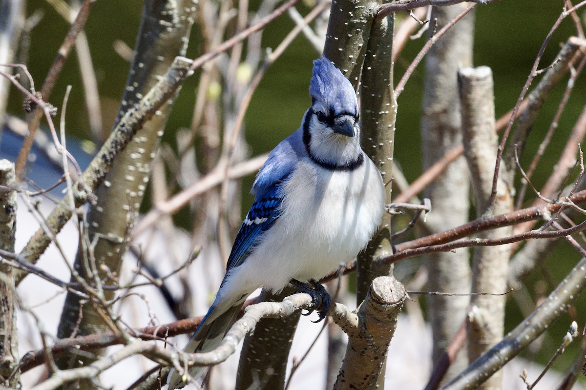Blue Jay - ML635728163