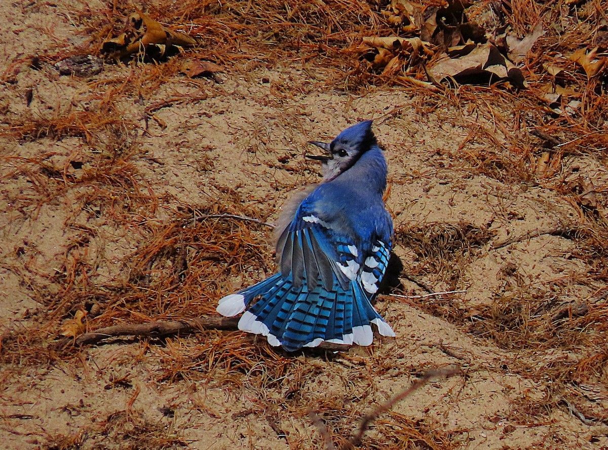 Blue Jay - ML635728173