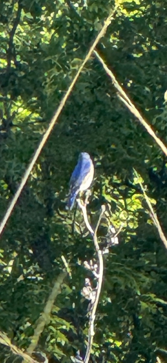 Eastern Bluebird - ML635728291