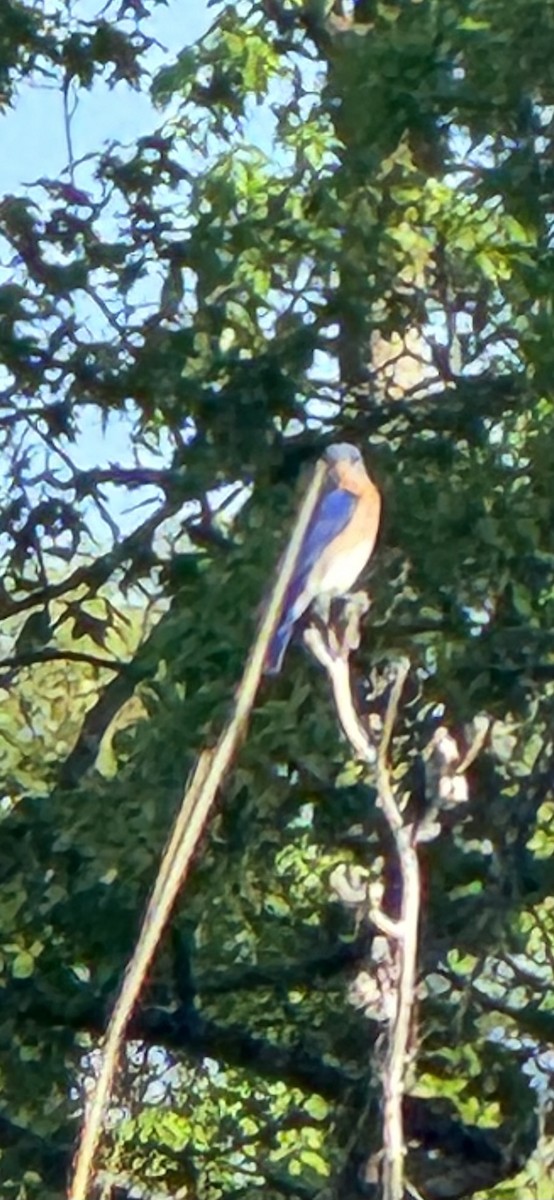 Eastern Bluebird - ML635728321