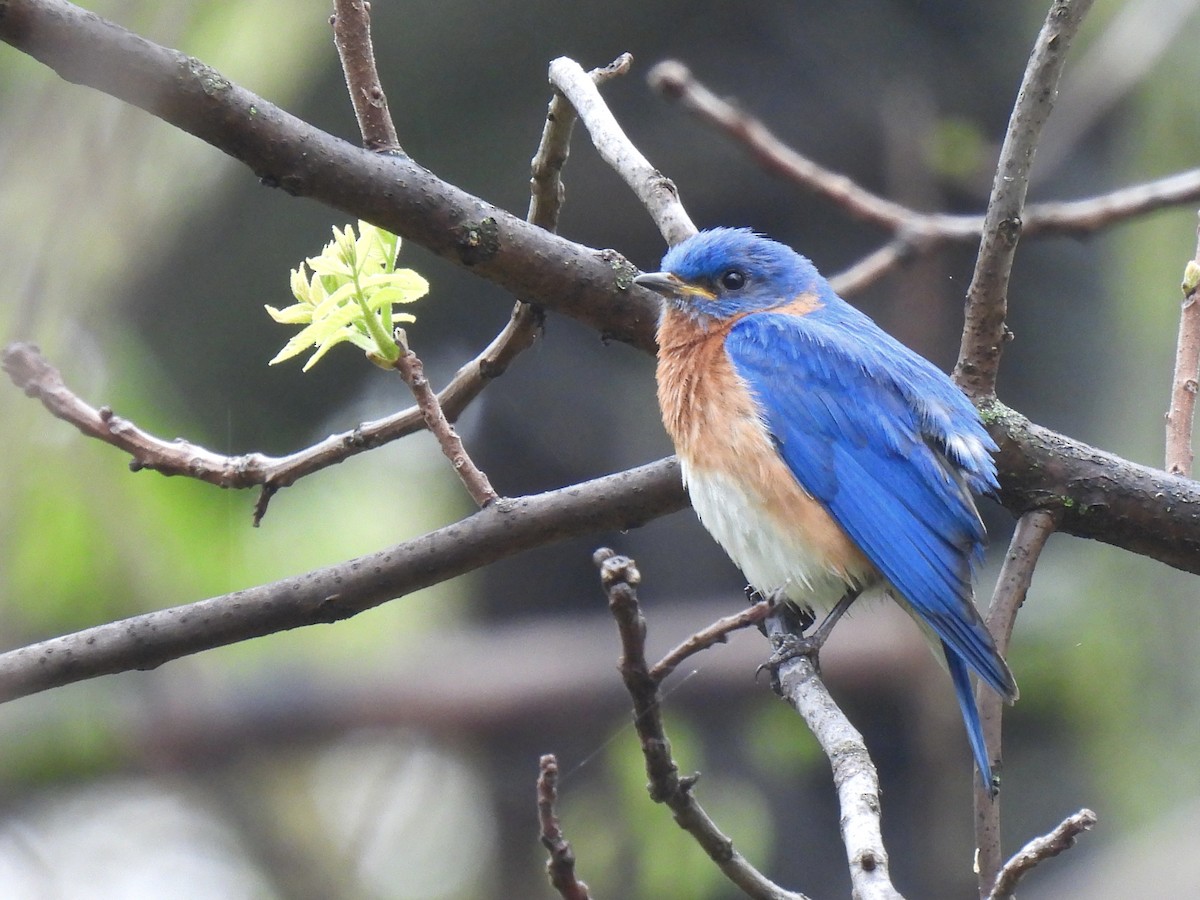Eastern Bluebird - ML635728361