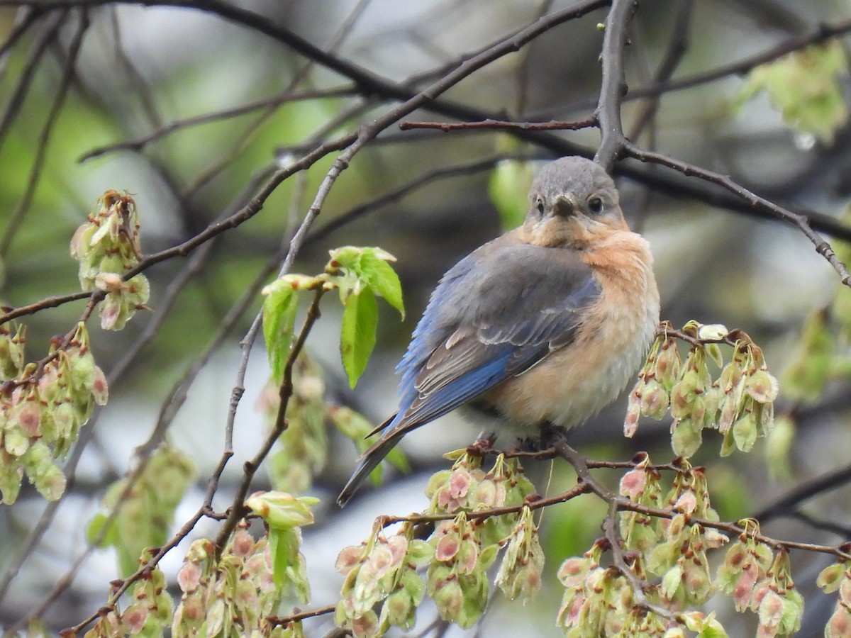 Eastern Bluebird - ML635728362