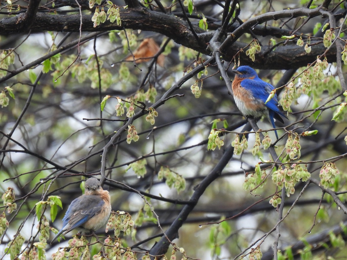 Eastern Bluebird - ML635728363