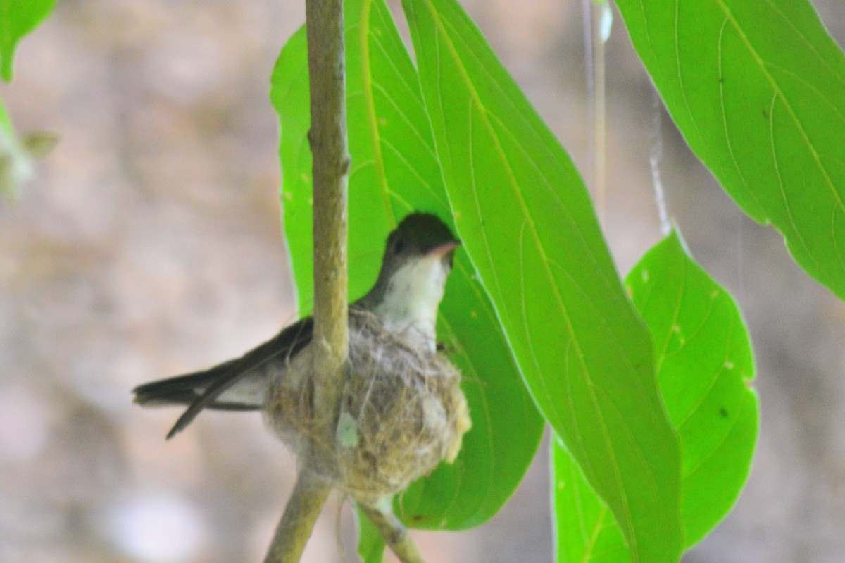 White-bellied Emerald - ML63572841