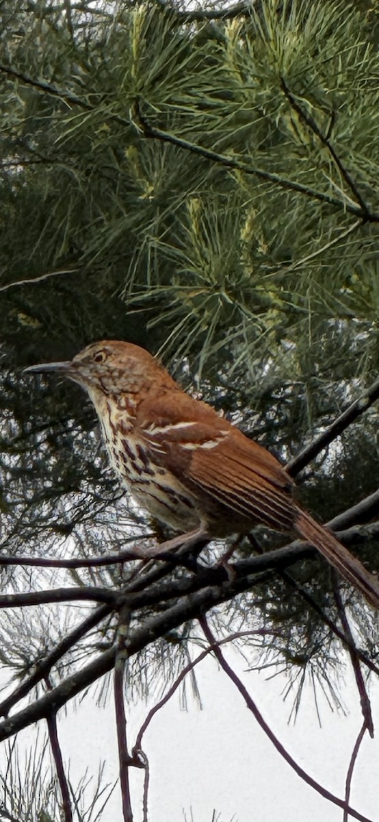 Brown Thrasher - ML635728448