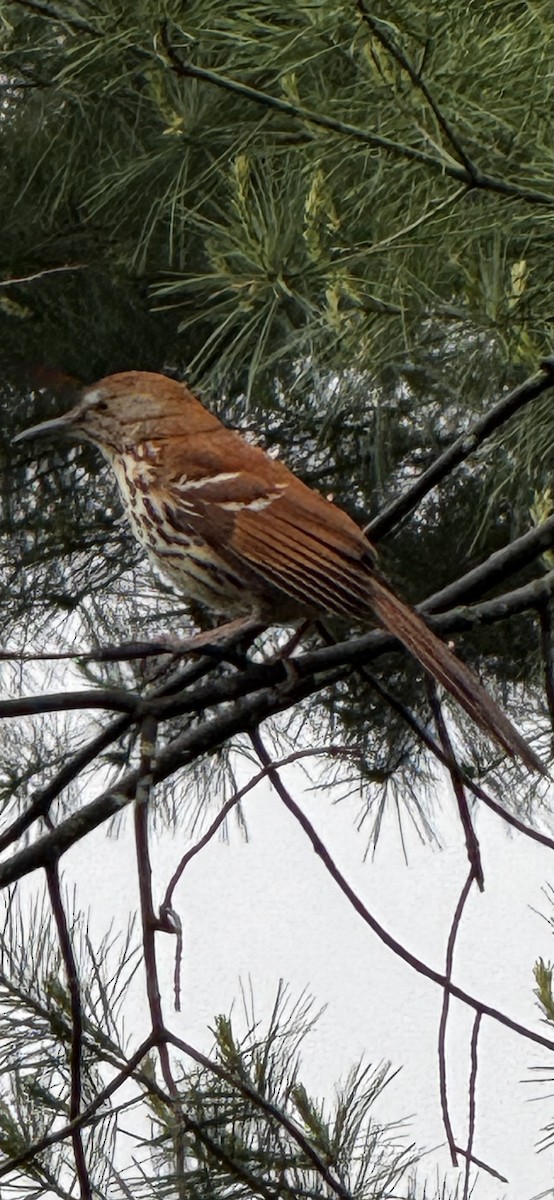 Brown Thrasher - ML635728449