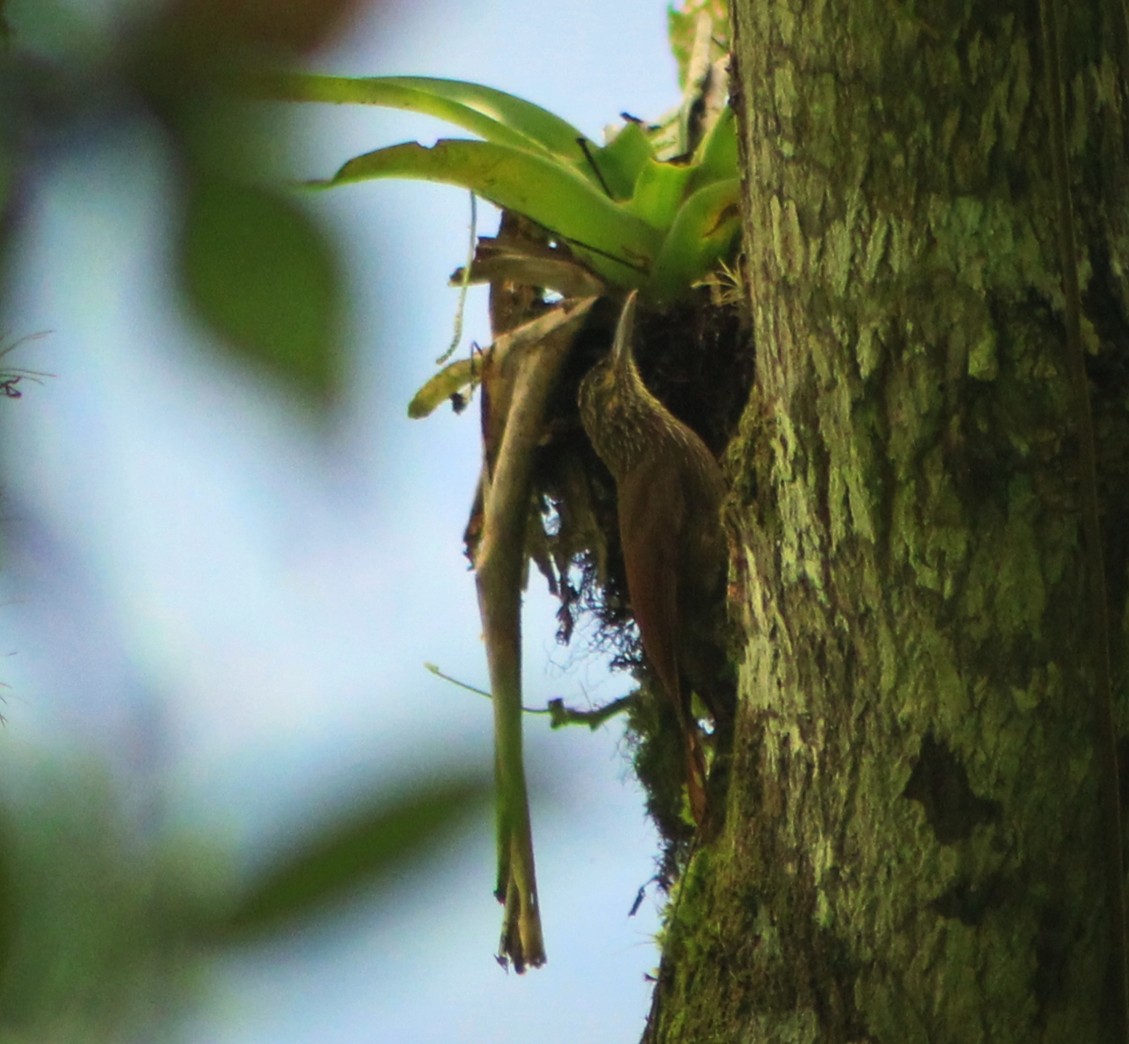 Cocoa Woodcreeper - ML635728456