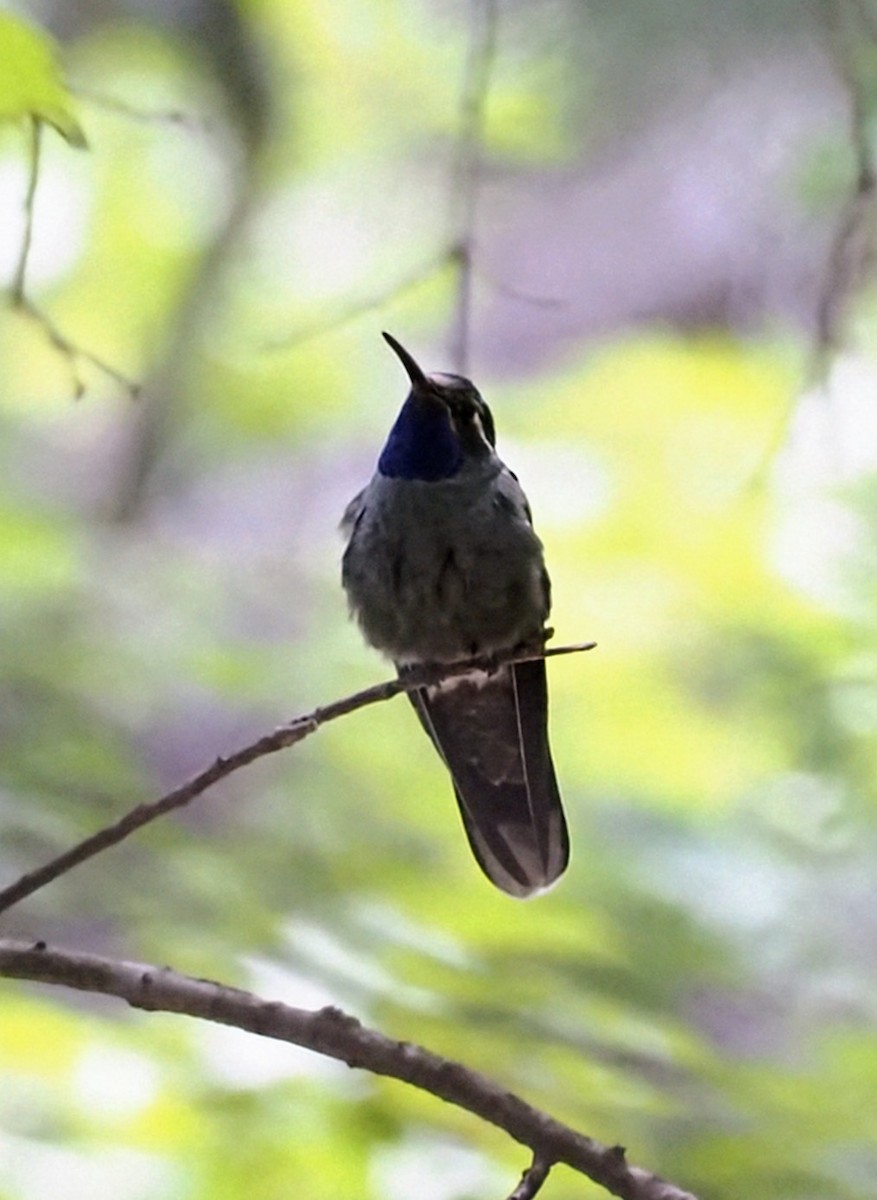 Blaukehlnymphe - ML635728475