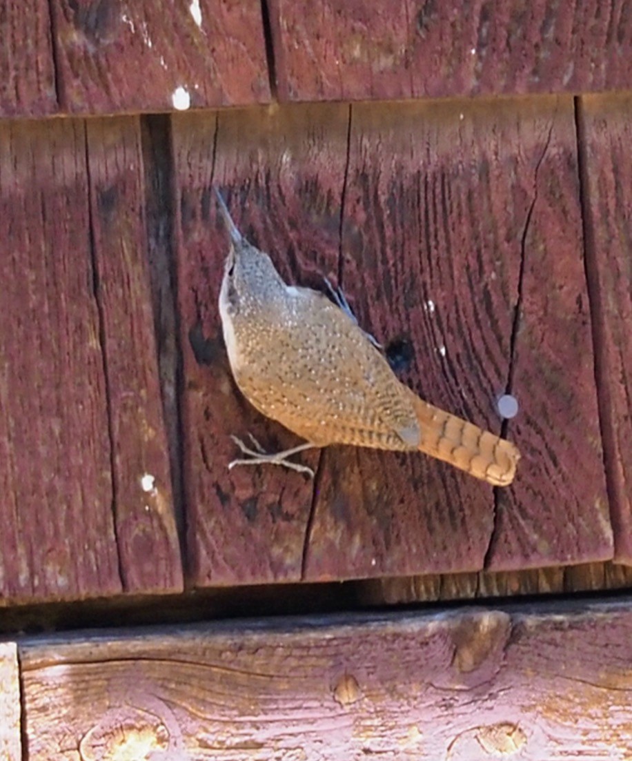 Schluchtenzaunkönig - ML635728485