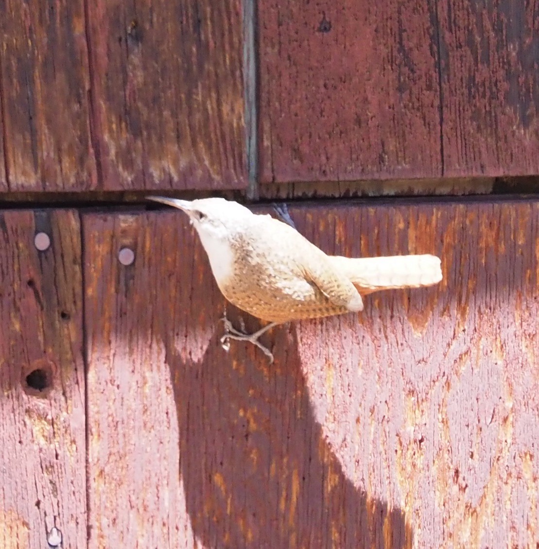 Schluchtenzaunkönig - ML635728486